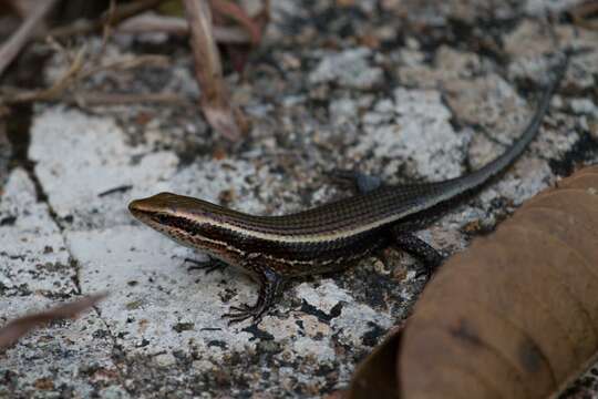 Imagem de Eutropis greeri Batuwita 2016