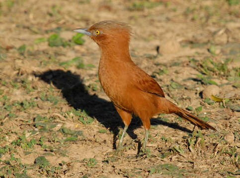 Image of Grey-crested Cacholote