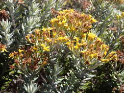 صورة Hubertia tomentosa Bory