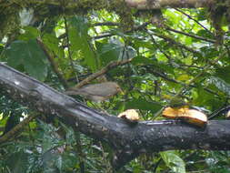 Image of Ecuadorian Thrush
