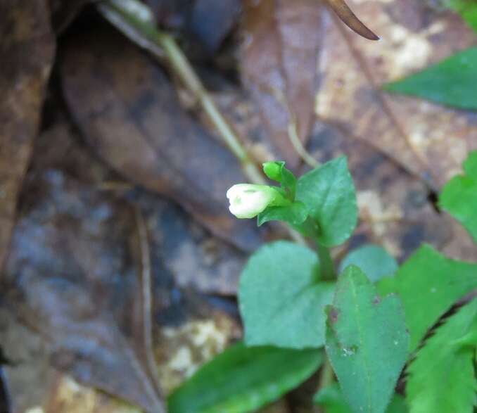 Imagem de Triphora yucatanensis Ames