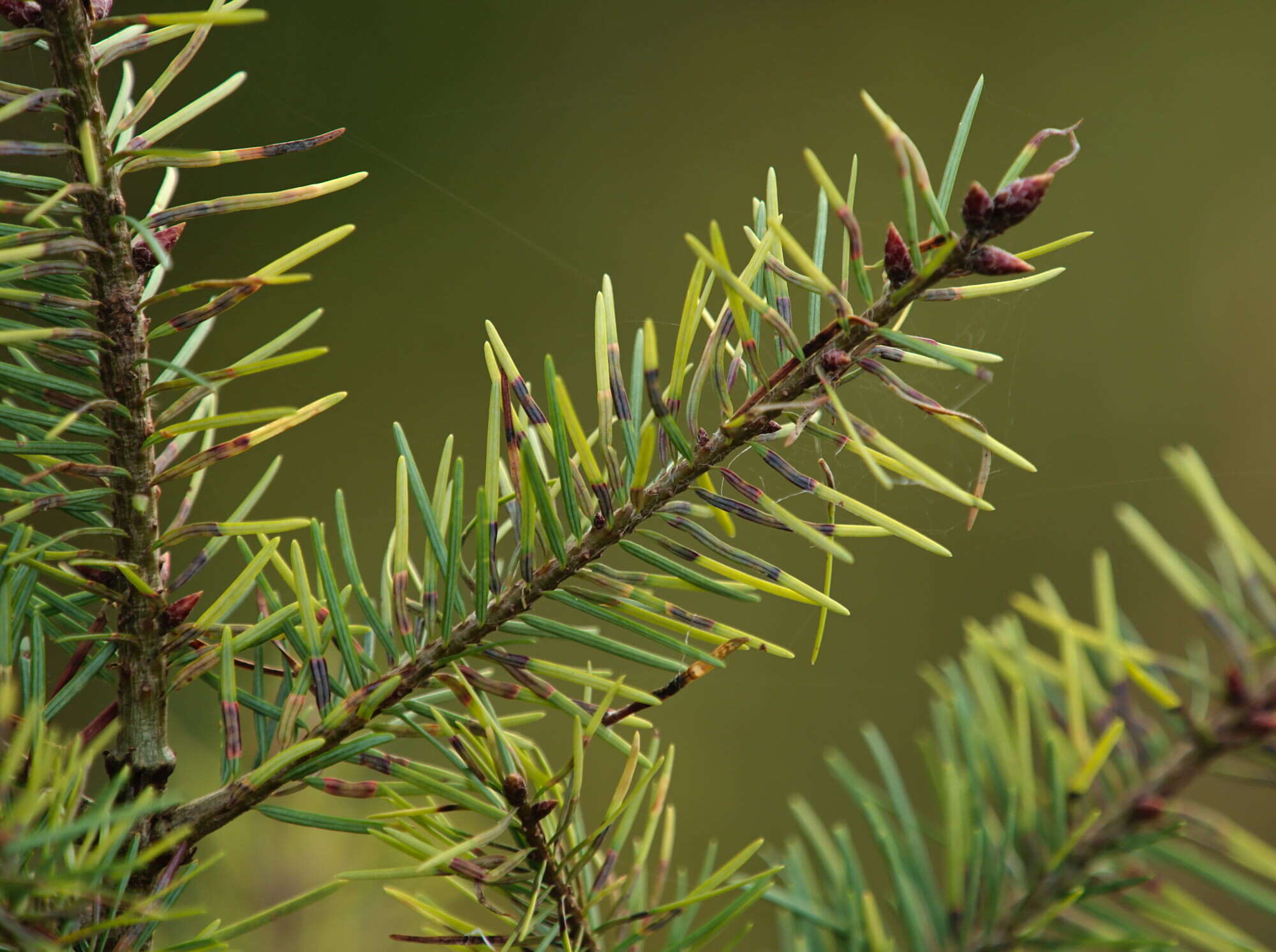 Image of Contarinia pseudotsugae Condrashoff 1961