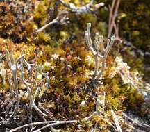 Image of cup lichen