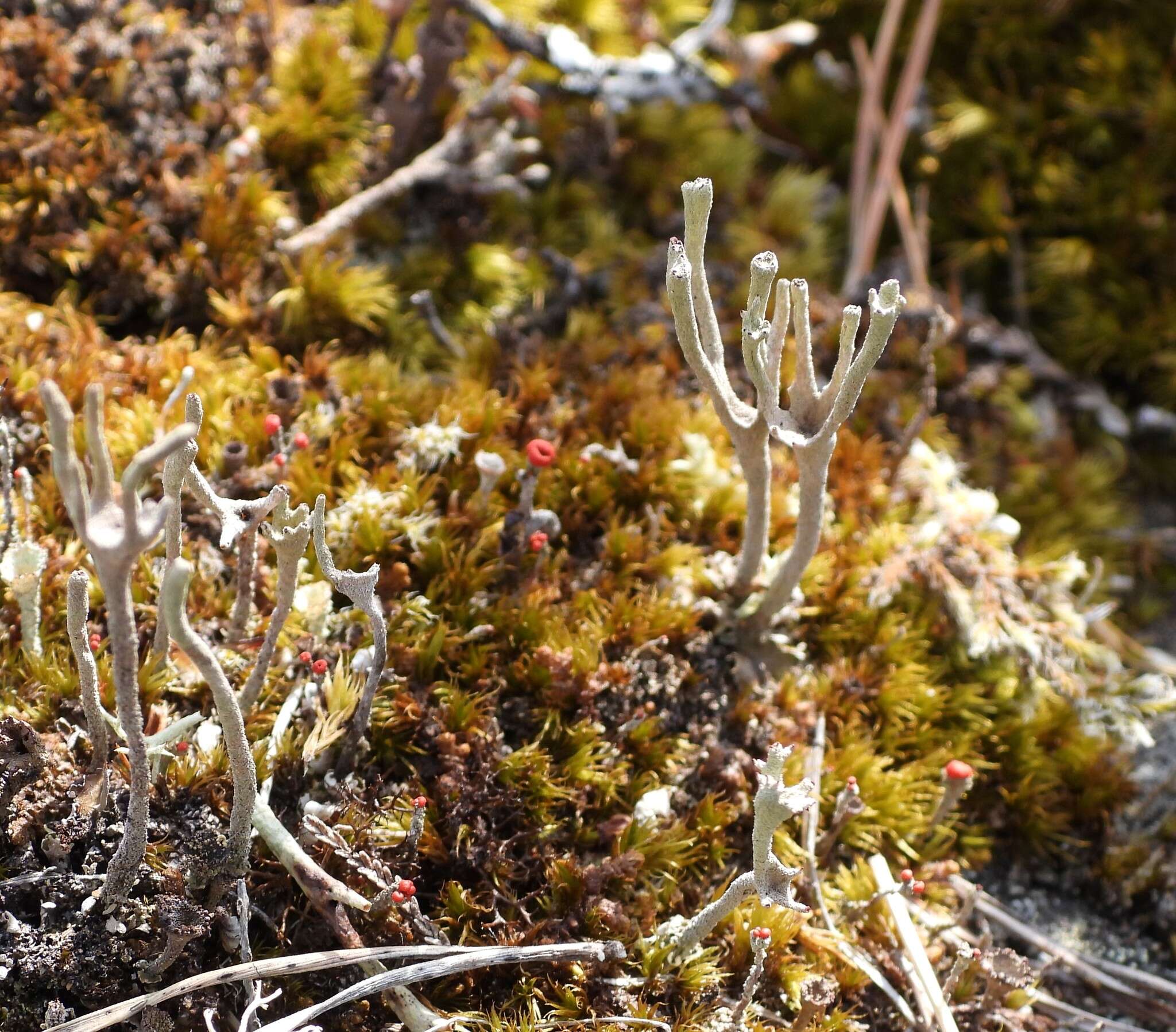 Image of cup lichen