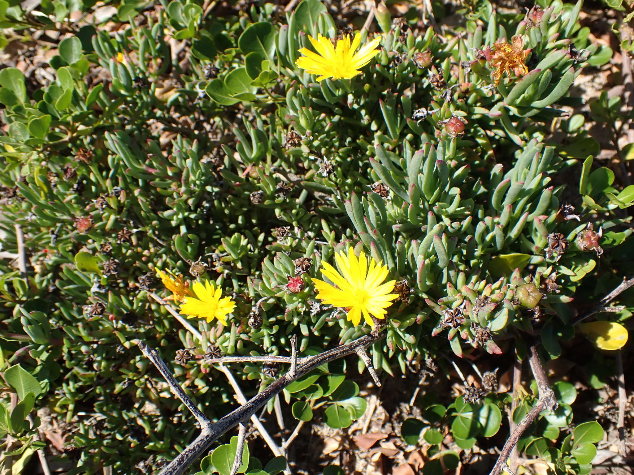 صورة Lampranthus fergusoniae (L. Bol.) L. Bol.