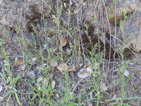 Image of grassy tarweed