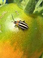 Image of Pigweed Flea Beetle