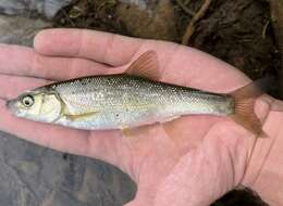 Image of Blue chub