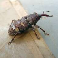 Image of Banded Pine Weevil