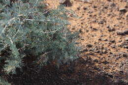 Image of Asparagus glaucus Kies