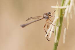 Image of Leptogaster cylindrica (De Geer 1776)