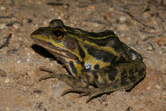 Image of Italian Pool Frog