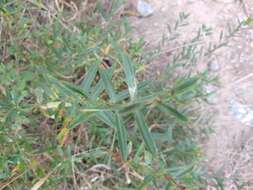 Image of shrubby yellowcrest