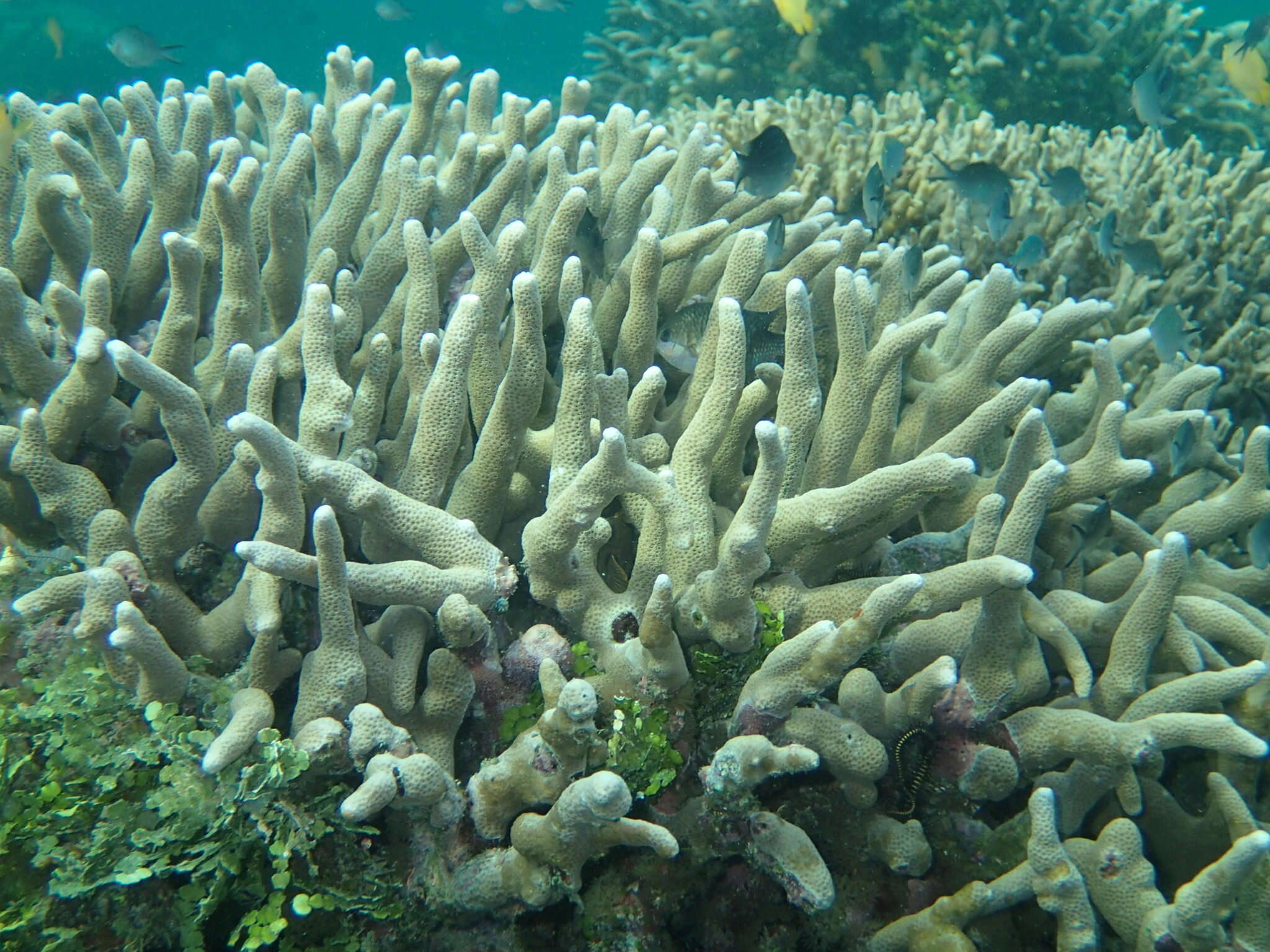 Image of Stony coral