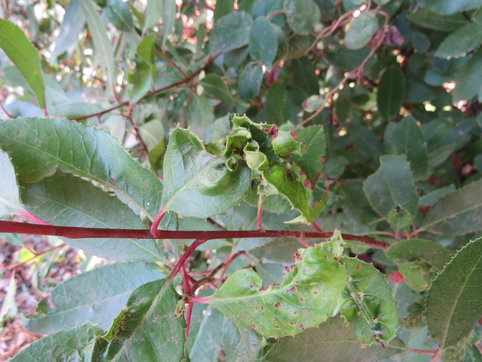 Image de Liothrips (Liothrips) ilex (Moulton 1907)