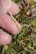 Image of Erigeron cardaminifolius (Kunth) Wedd.