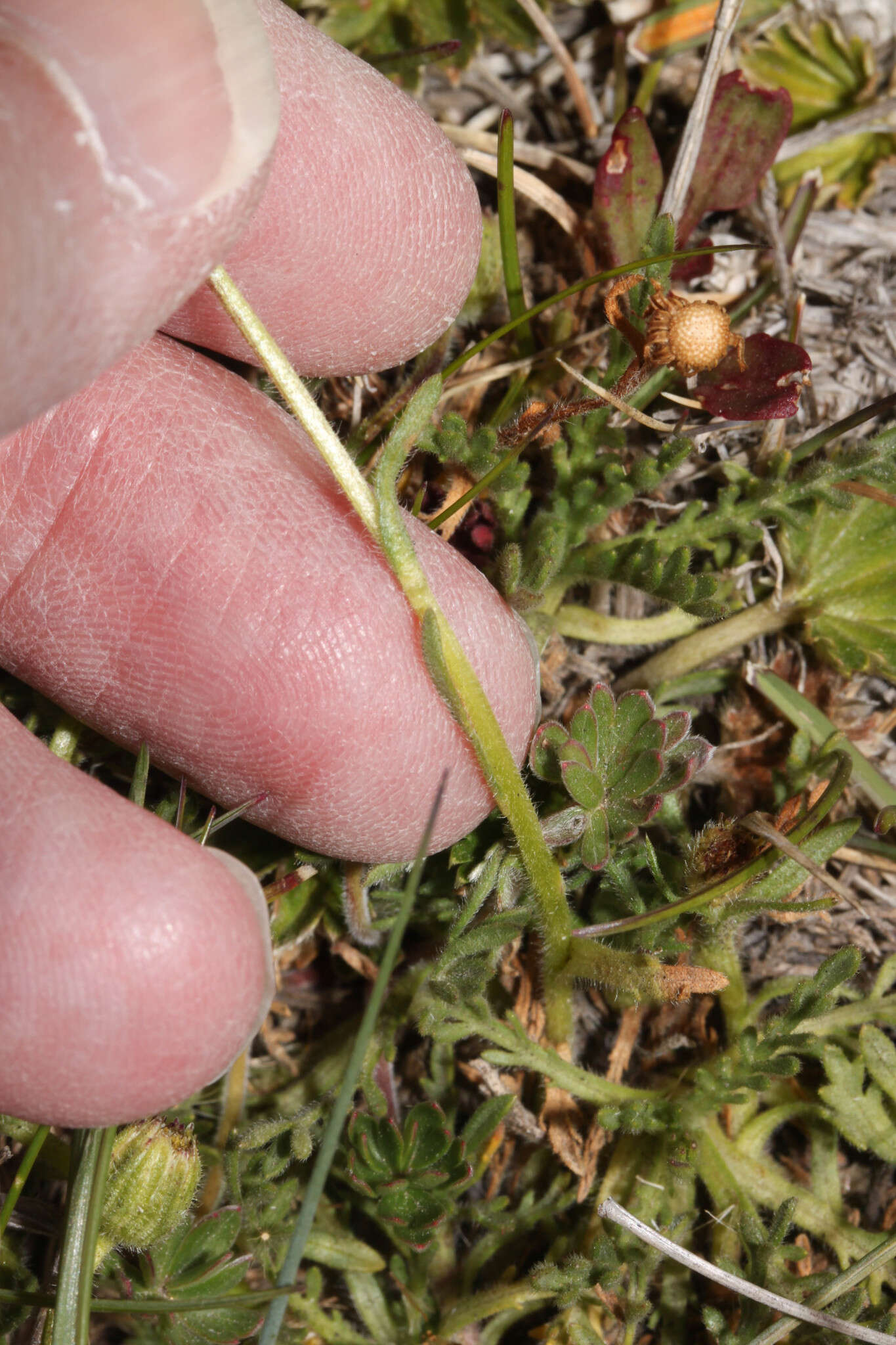 Image of Erigeron cardaminifolius (Kunth) Wedd.