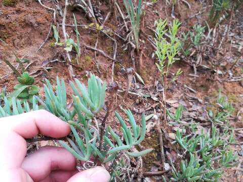 Image of Lampranthus zeyheri (Salm-Dyck) N. E. Br.