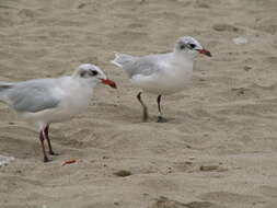 Image of Mediterranean Gull