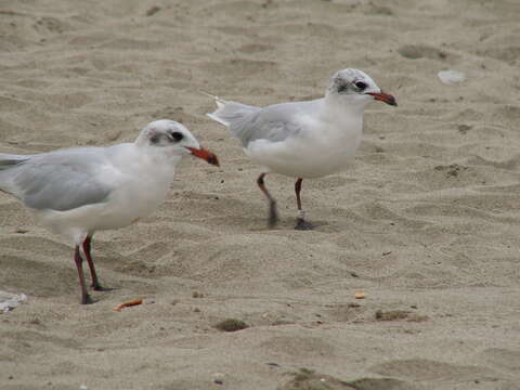 Image of Mediterranean Gull