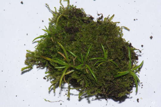 Image of Plantago triandra Bergg.