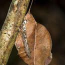 Typophyllum erosifolium Walker & F. 1870 resmi