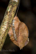 Typophyllum erosifolium Walker & F. 1870 resmi