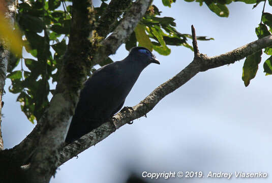 Plancia ëd Coua caerulea (Linnaeus 1766)