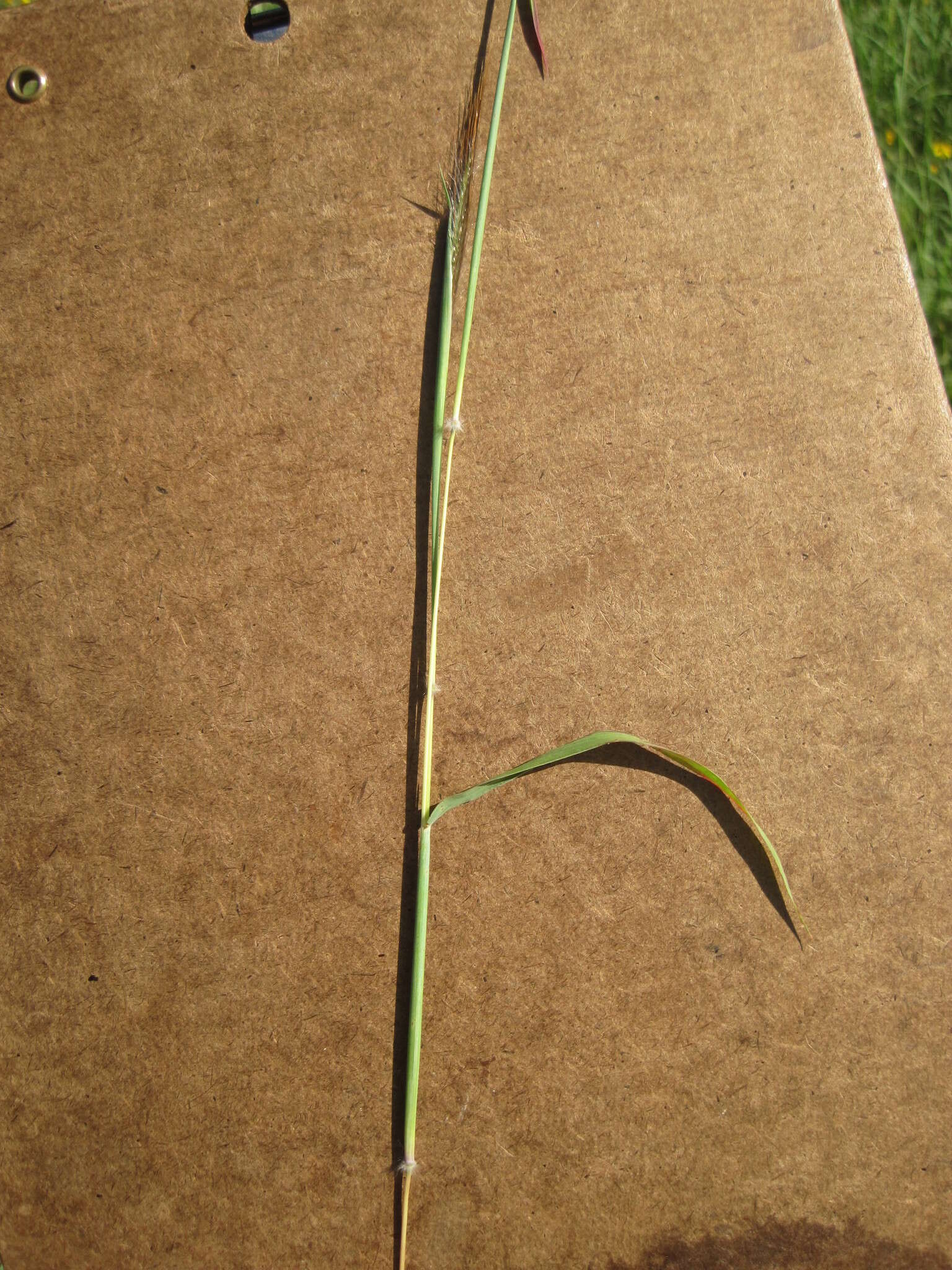 Image of queensland bluegrass