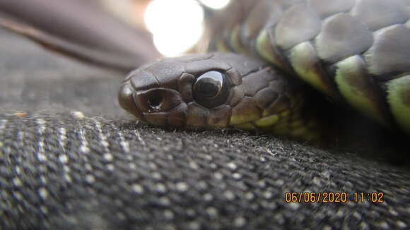 Image of Little Brown Snake