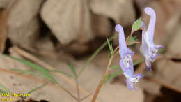 Imagem de Corydalis turtschaninovii Bess.