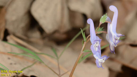 Imagem de Corydalis turtschaninovii Bess.