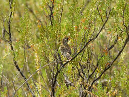 Image of Many-colored Chaco Finch