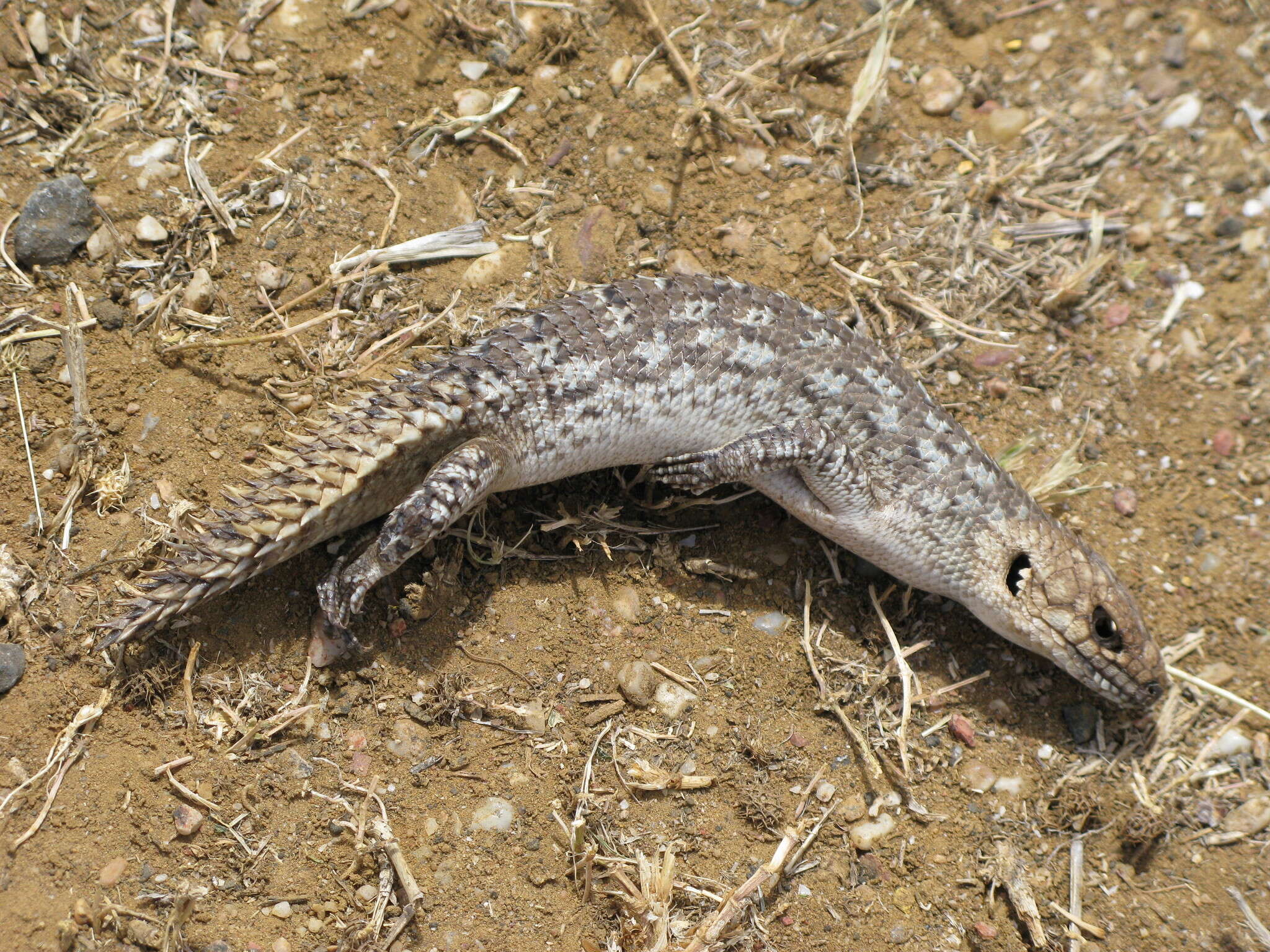 Image of Gidgee Skink