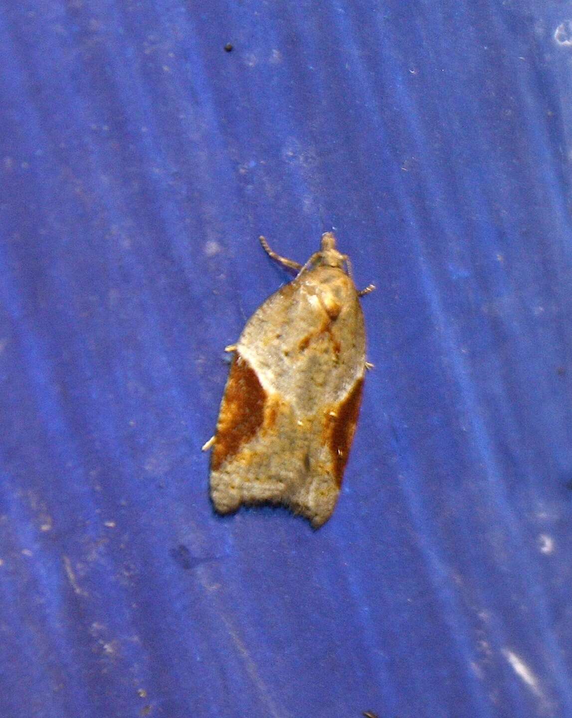 Image of broad-barred button moth