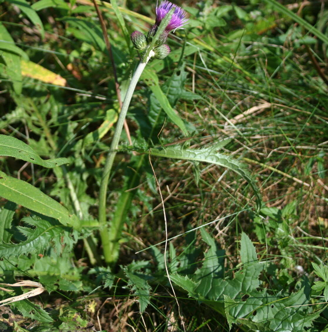 Image of Brook Thistle