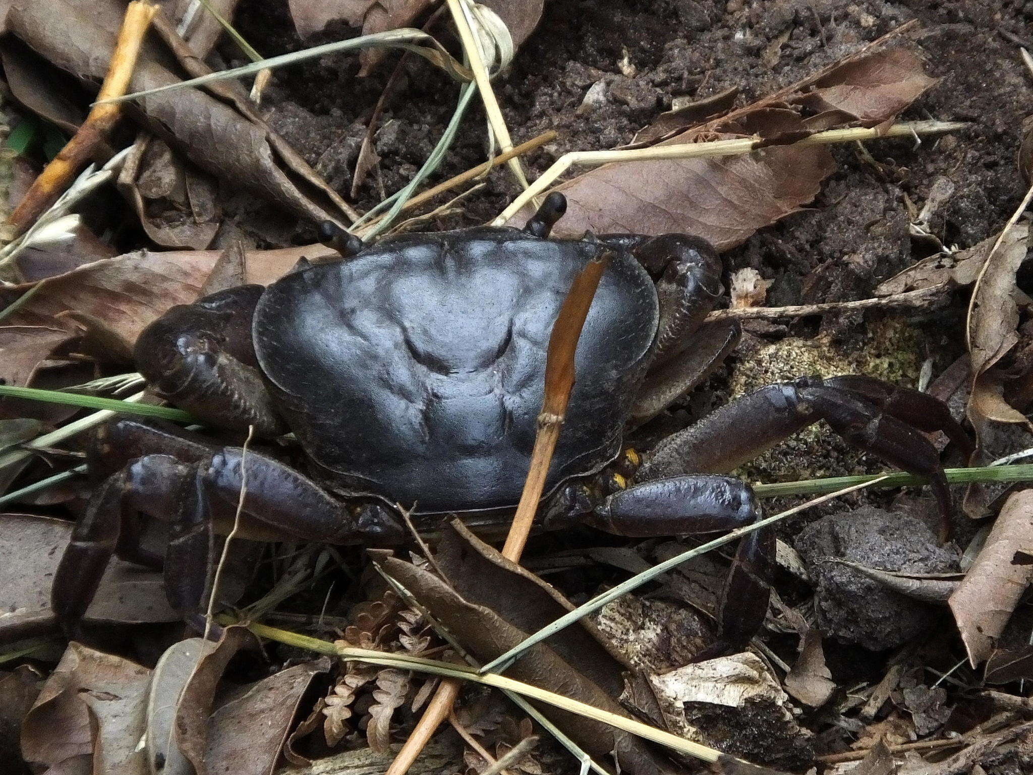 Image of Potamonautes barbarai Phiri & Daniels 2014