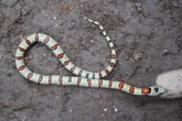 Image of Lampropeltis greeri (Webb 1961)