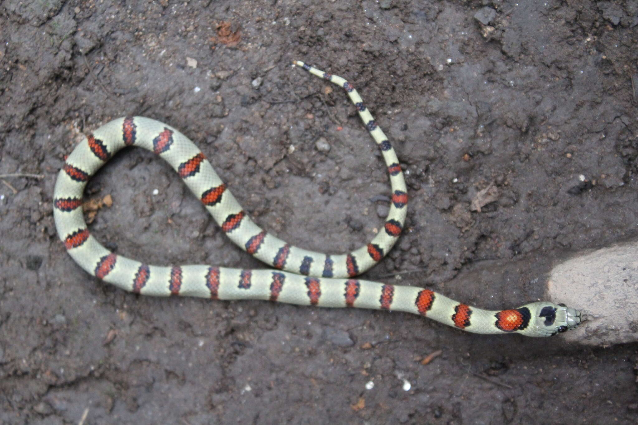 Image of Lampropeltis greeri (Webb 1961)