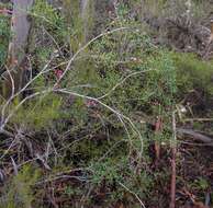 Image of Grevillea patentiloba F. Müll.