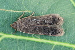 Image of Anacampsis timidella Wocke 1887