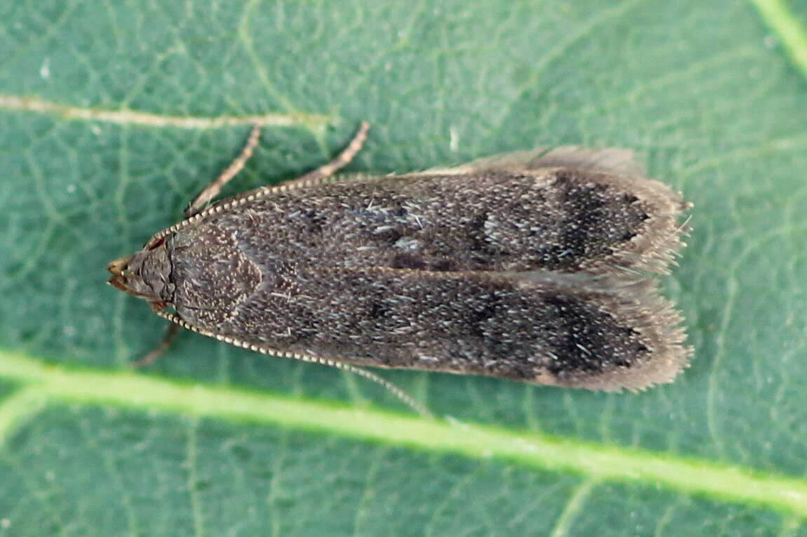 Image of Anacampsis timidella Wocke 1887