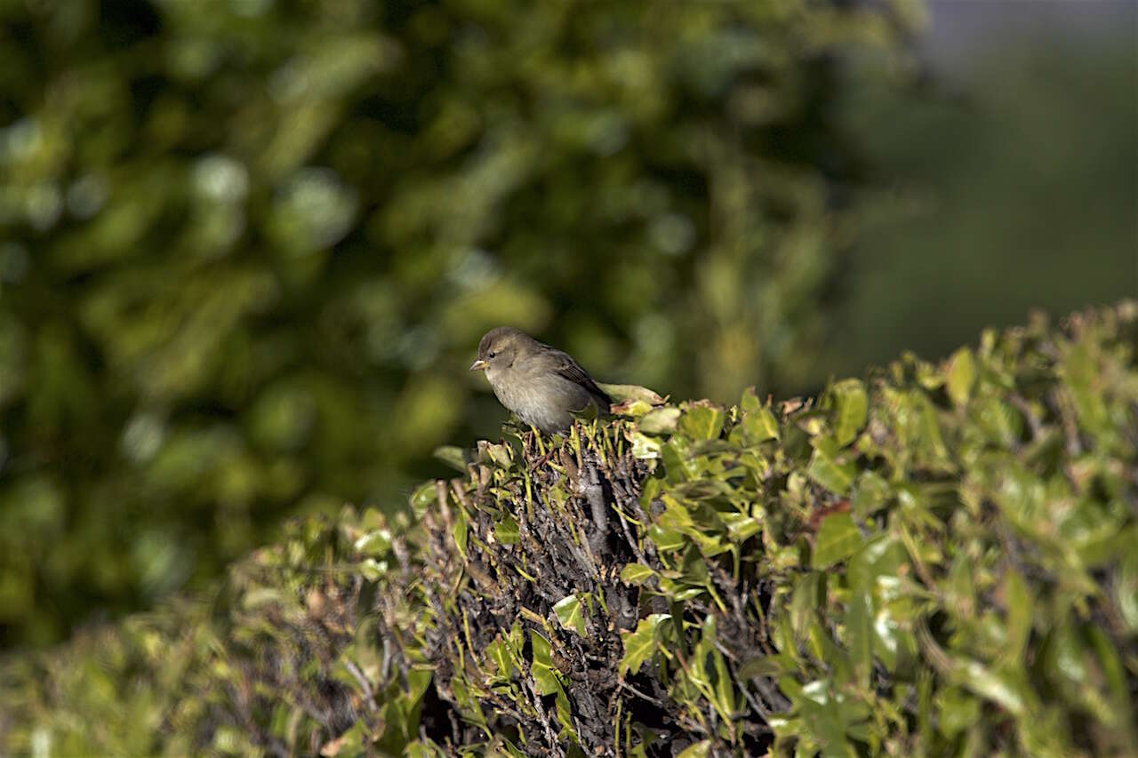 Image of Italian Sparrow