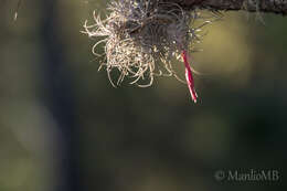 Imagem de Tillandsia erubescens var. arroyoensis W. Weber & Ehlers