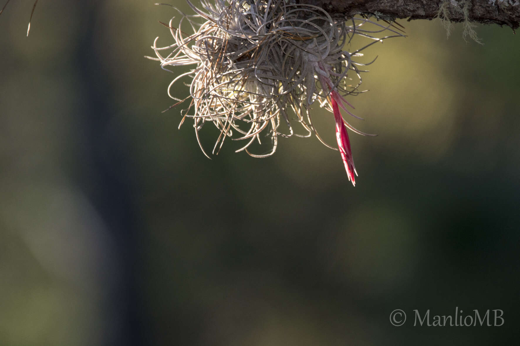 Tillandsia erubescens var. arroyoensis W. Weber & Ehlers的圖片