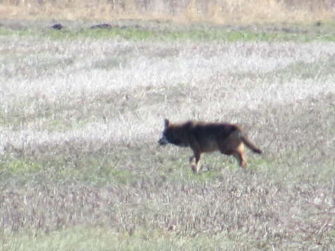 Image of Red wolf