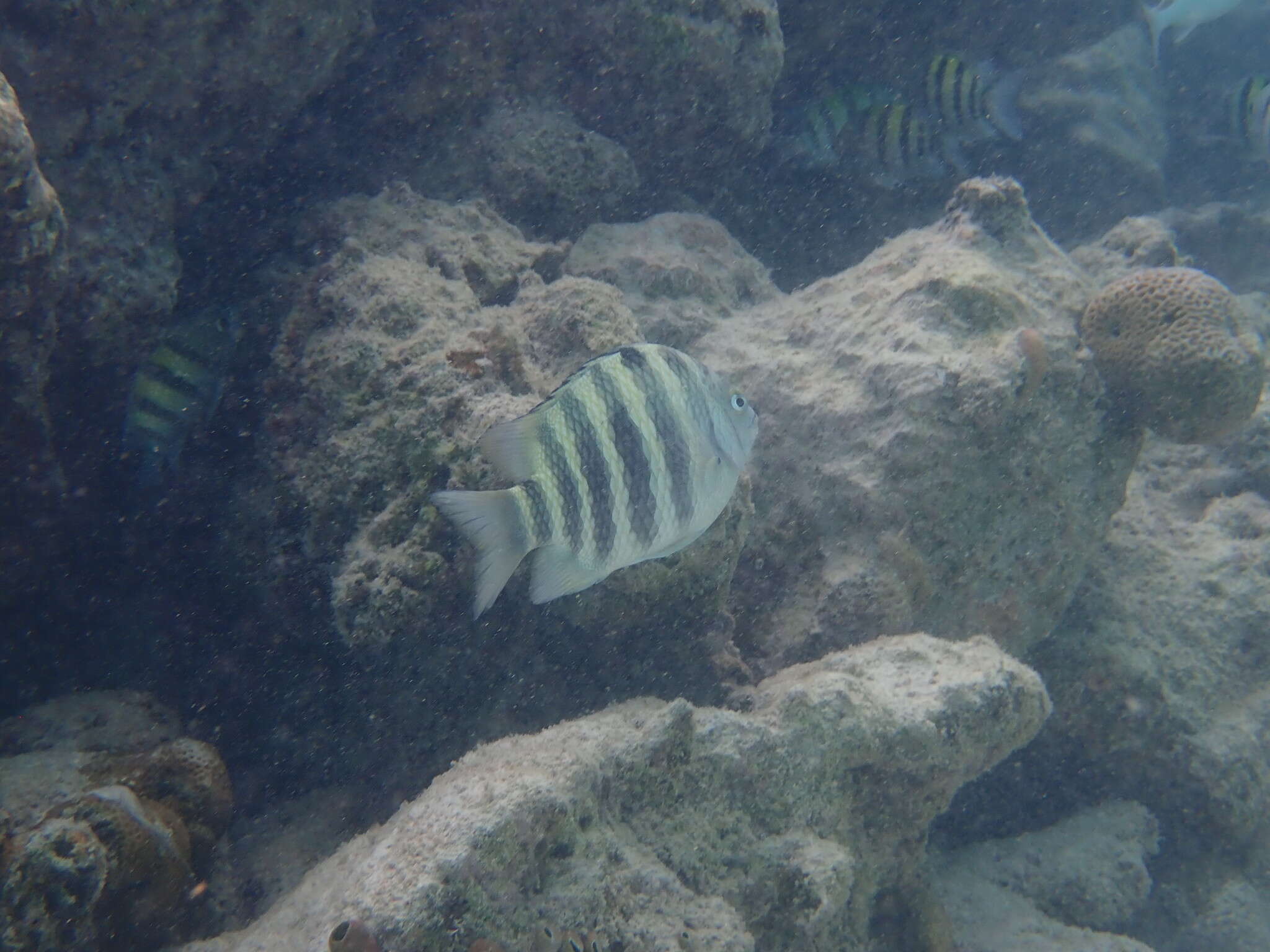 Image of Banded sergeant