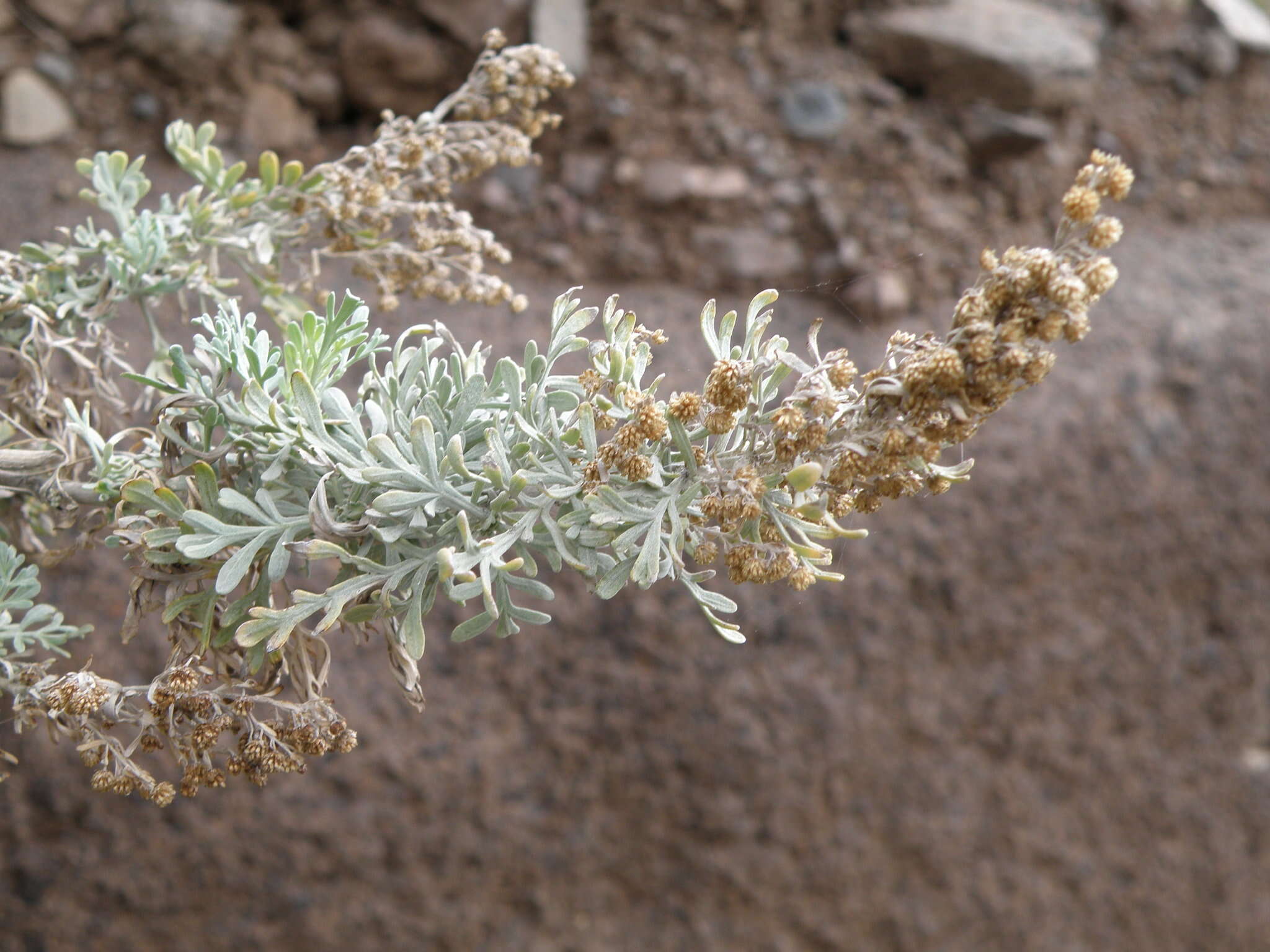 Image of Artemisia thuscula Cav.