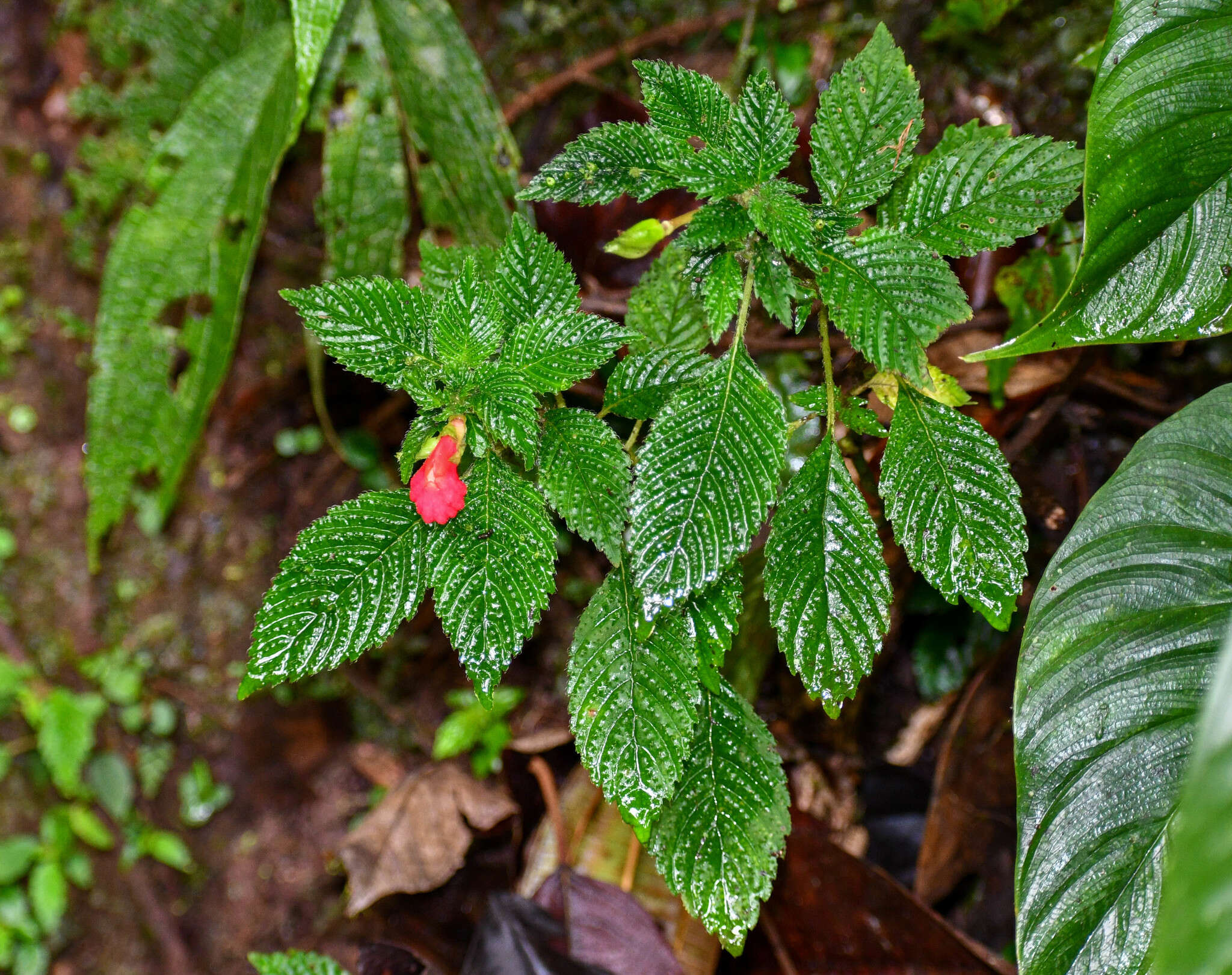 Imagem de Gasteranthus quitensis Benth.