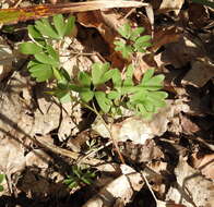 Image de Corydalis intermedia (L.) Merat